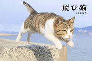 出展者100名超！猫イベント「ねこ専」を7月16・17日に浅草で開催　保護猫譲渡会も同時開催