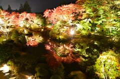 紅葉が見ごろ！日光開山1250年を記念する輪王寺で夜のライトアップがスタート　「光」と「音」のスペシャルライブも！