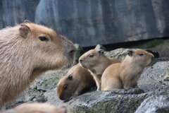 カピバラの赤ちゃん誕生1