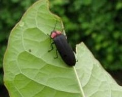 福生生まれ、福生育ちのゲンジボタル