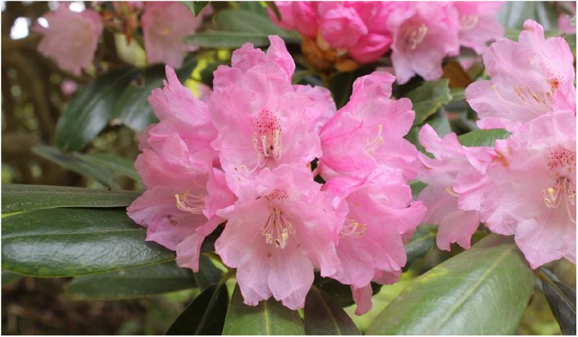 六甲高山植物園 ベストシーズン到来!
花木の王様 ツクシシャクナゲが見頃です