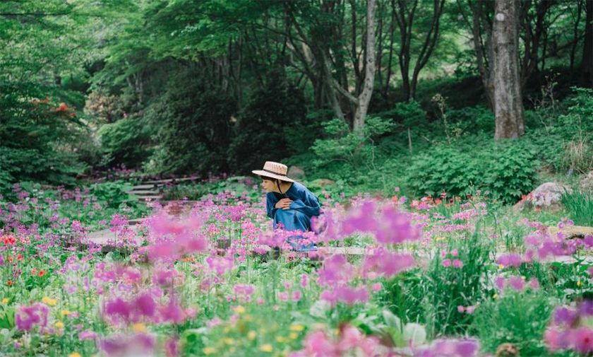 六甲高山植物園 花盛り!
大群落の「クリンソウ」が見頃です