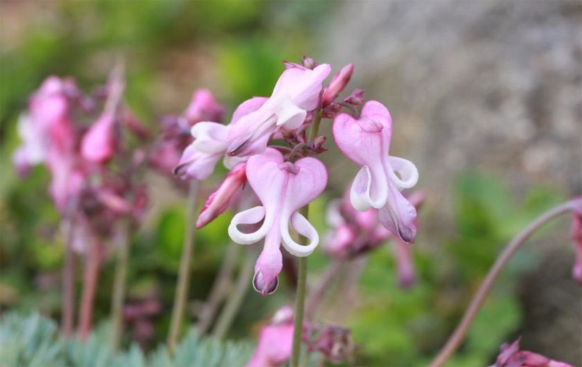 六甲高山植物園 高嶺の花
コマクサ が見頃です!