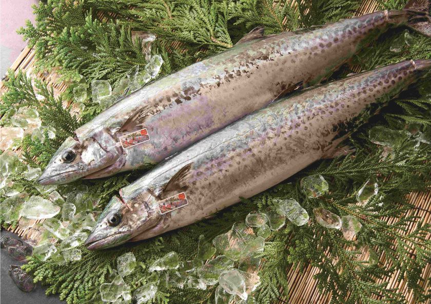 「毎日の海が決める」
朝に獲れた旬の地魚を届ける「回転寿司 力丸」から
いまの時期にしか味わえない播磨の旬魚を紹介
最高級ブランド魚「華姫さわら」も土日・数量限定販売