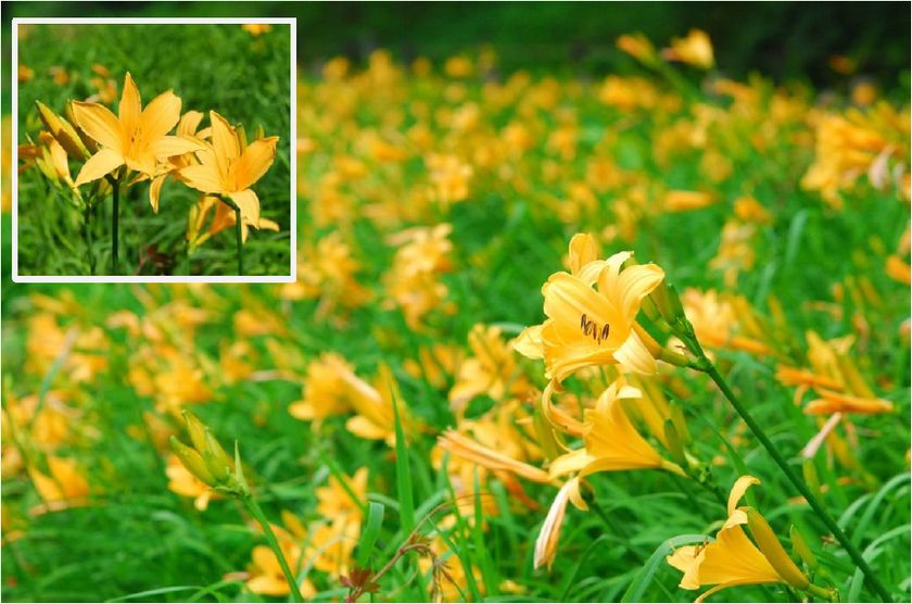 六甲高山植物園 亜高山帯型早咲き約1000株の
「ニッコウキスゲ」が見頃です