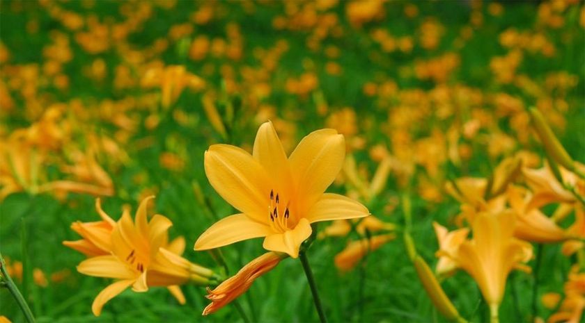 六甲高山植物園 一面に広がる黄色の花畑
約2,000株の「ニッコウキスゲ」が見頃です!