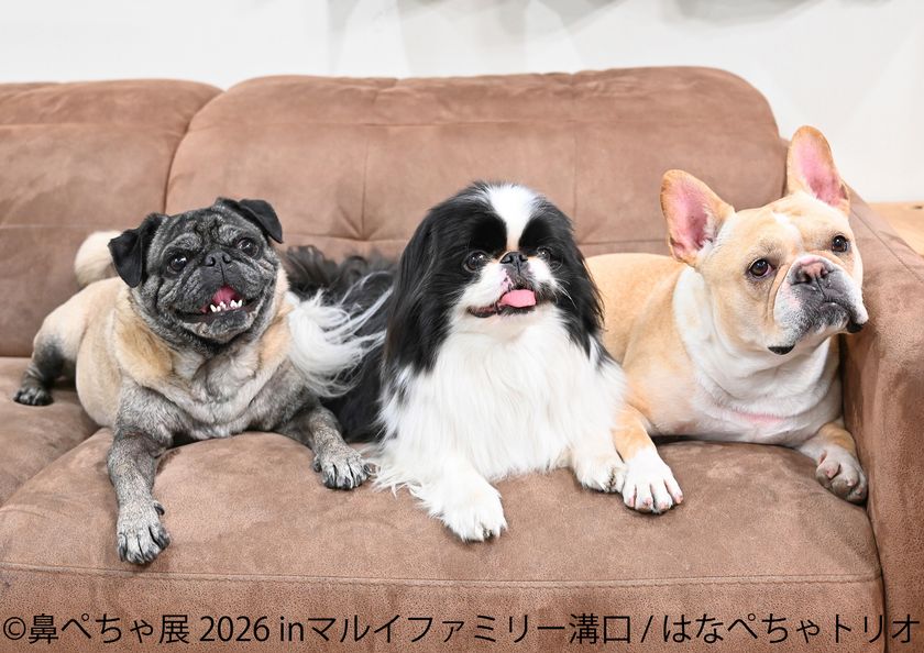 フレブルやパグなど“鼻ぺちゃ犬”の作品・グッズが大集合!
「鼻ぺちゃ展2026」マルイファミリー溝口で9月2日から初開催
限定グッズや『あうんのてんぽ』作者の来場イベントも