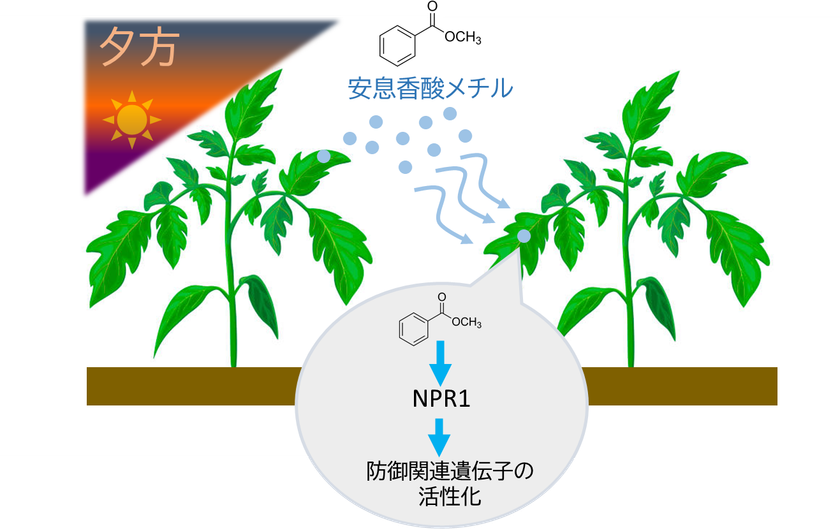 植物は夕方に「香り」で防御態勢を整える
―植物間コミュニケーションを担う新たな空気中シグナルを発見―