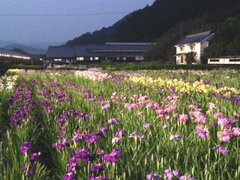 トワイライト花菖蒲(植物・花専用LEDライトアップ)1