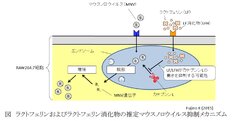 図　ラクトフェリンおよびラクトフェリン消化物の推定マウスノロウイルス抑制メカニズム