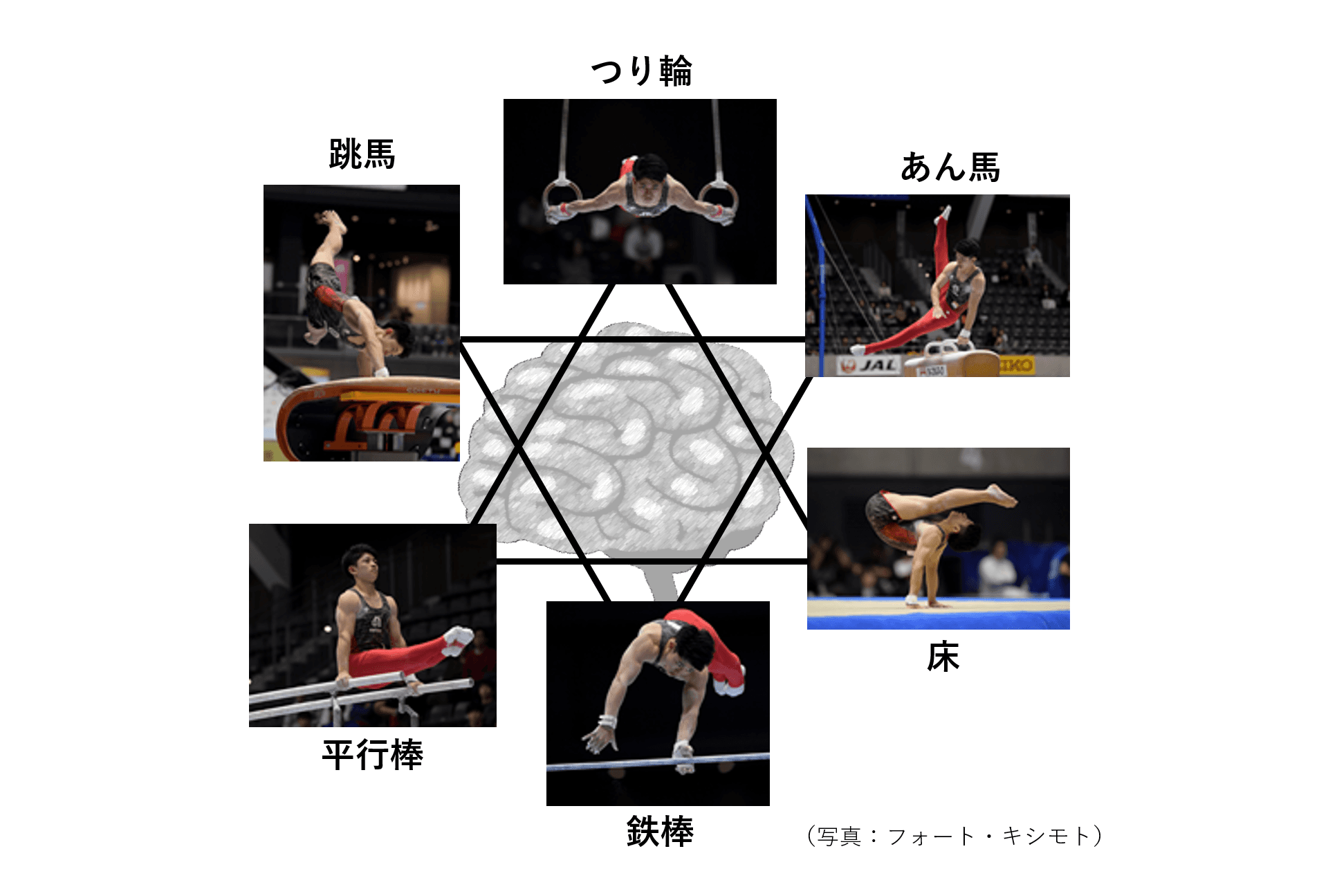 世界クラスの体操競技選手の脳の特徴を明らかに