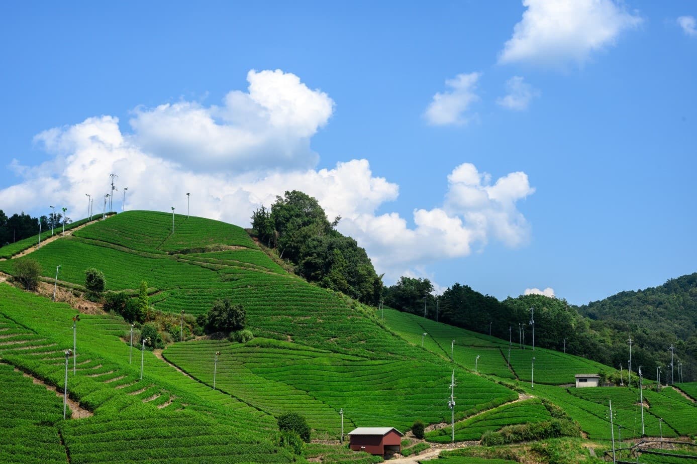 ~宇治茶の郷をめぐる~ 「『お茶の京都』プレミアムバスツアー」を販売開始