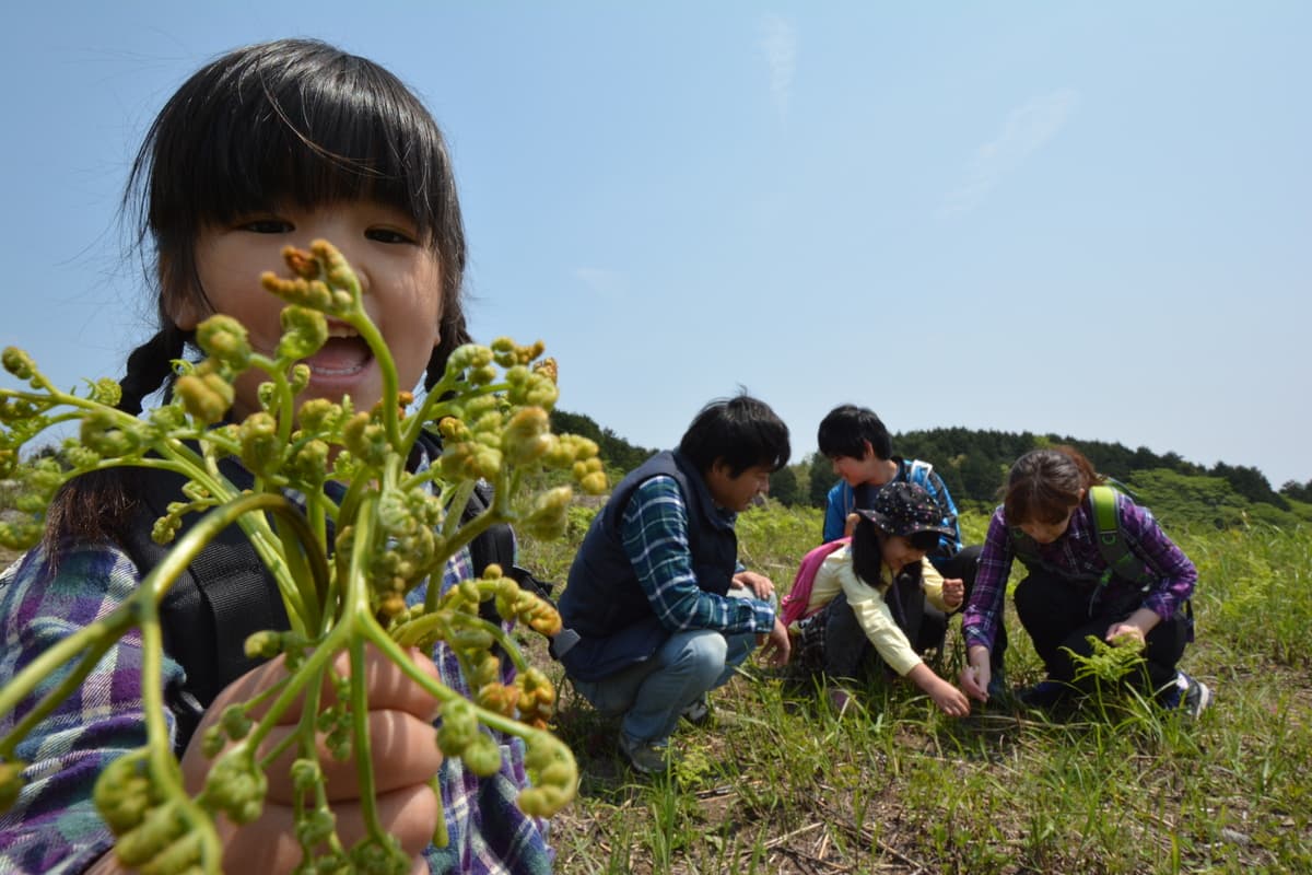 【伊豆の春の訪れ】わらび・ぜんまいなど春の味覚狩りを家族で楽しめる 「稲取細野高原 山菜狩り園」が開催