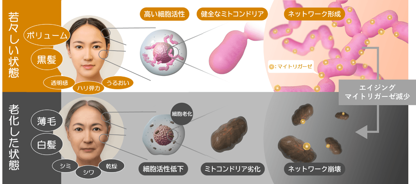 【新知見】シャクヤク、ボタンピ、ユリに 毛髪のアンチエイジング作用（抜け毛・うねりの減少）を発見