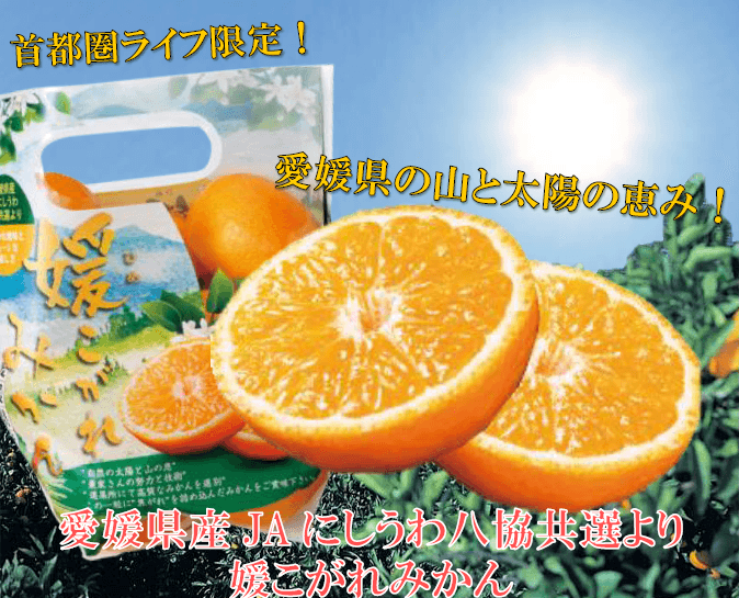 首都圏ライフでしか手に入らないみかん！自然豊かな愛媛県で育った園地限定の“媛こがれみかん”新発売