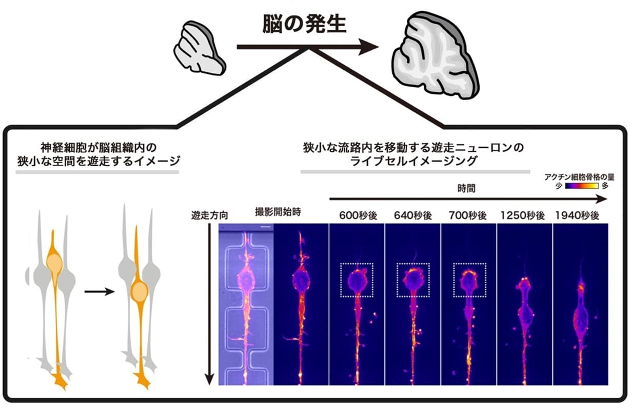 神経細胞が脳組織内の環境に応じて移動方法を使い分けることを発見　神経細胞は空間の大きさを検知し、適した力を発動させる