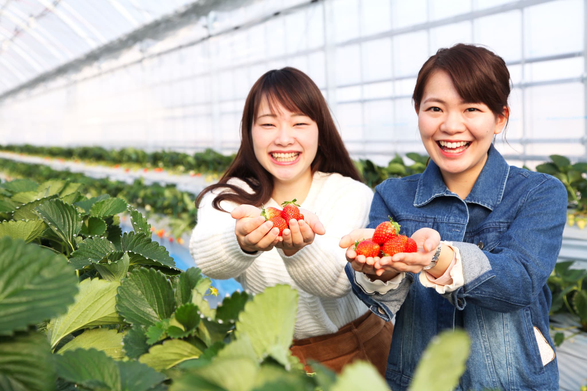 【徳島県・アオアヲ ナルト リゾート】昨年1500名様にご利用いただき大好評！今年も登場♪ 1日50名限定！ イチゴ狩り＆食べ放題