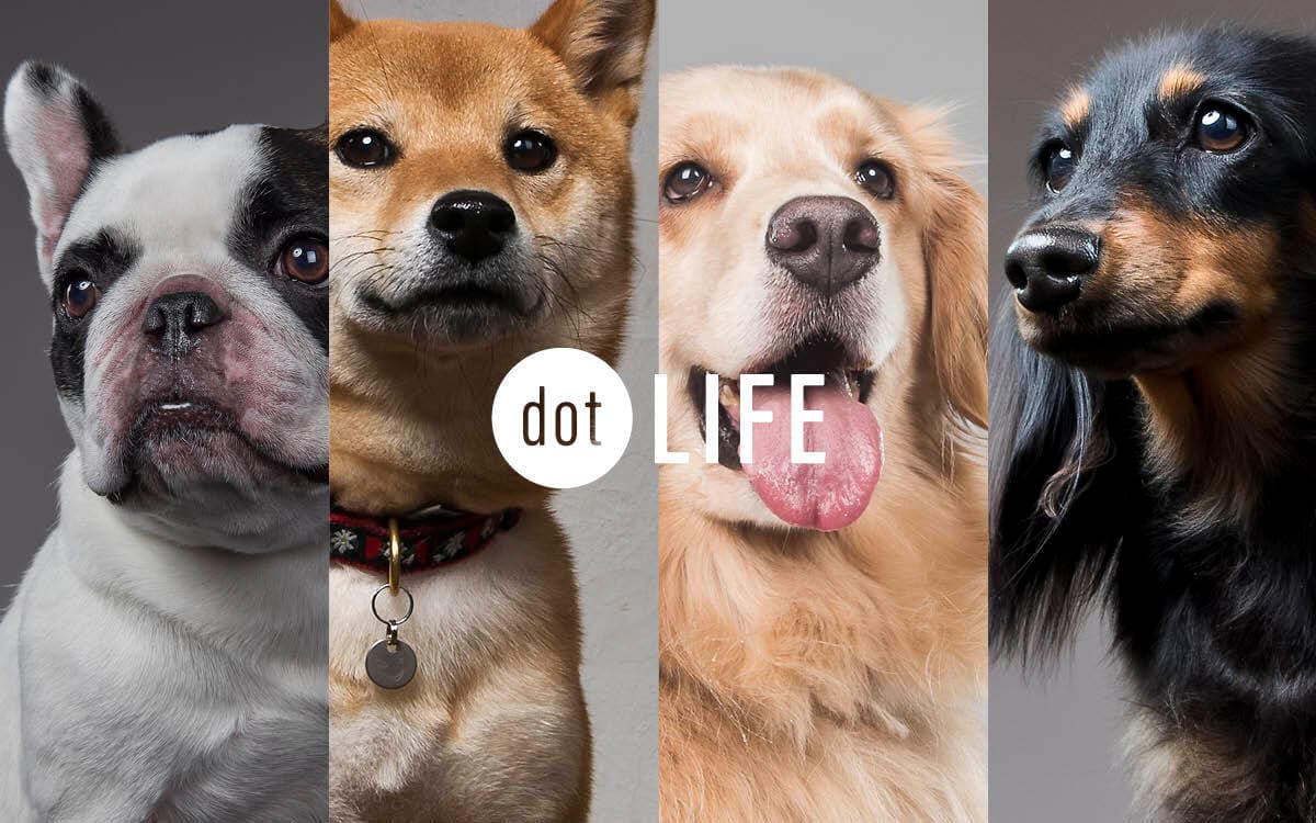 rakanu、犬種特化メディアのポータルサイト「dot LIFE」をオープン