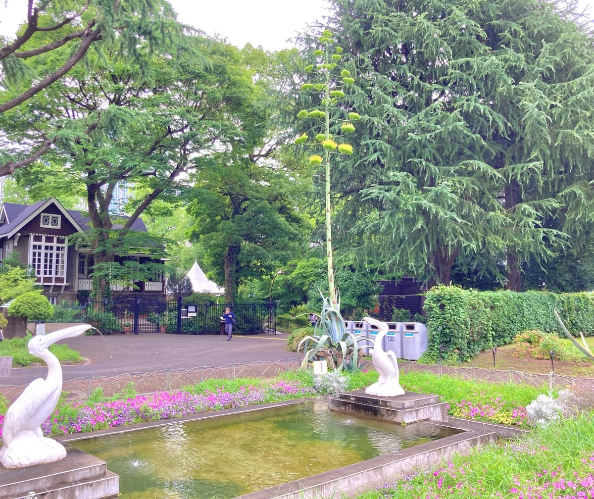 ”数十年に一度だけ咲く花”　日比谷公園で『アオノリュウゼツラン』が開花しました！