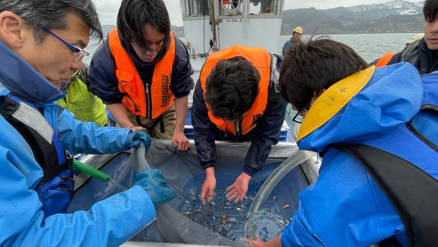 近畿大学と新潟県立海洋高等学校が育てたノドグロ稚魚　昨年の5倍となる約37,000尾を新潟の海に放流