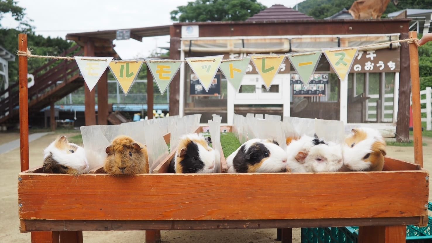 のじまスコーラで動物たちと一緒に楽しもう！のじま動物園×大阪ECO動物海洋専門学校コラボイベント 2月16日開催！