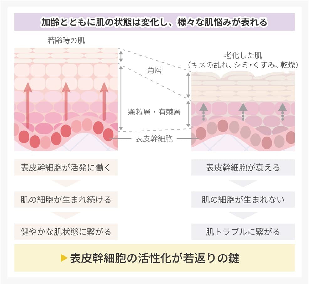 ローヤルゼリーが肌の再生や老化抑制に関わる表皮幹細胞を活性化し、ターンオーバーを促進することで肌の若返りを促す可能性　ローヤルゼリーの肌に対する有用性メカニズムの一部を解明