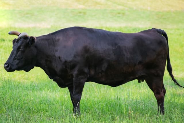 徳島の牧場直送！ 阿波黒牛のゴーストレストラン「あわくろ」が東京白山に移転オープン！