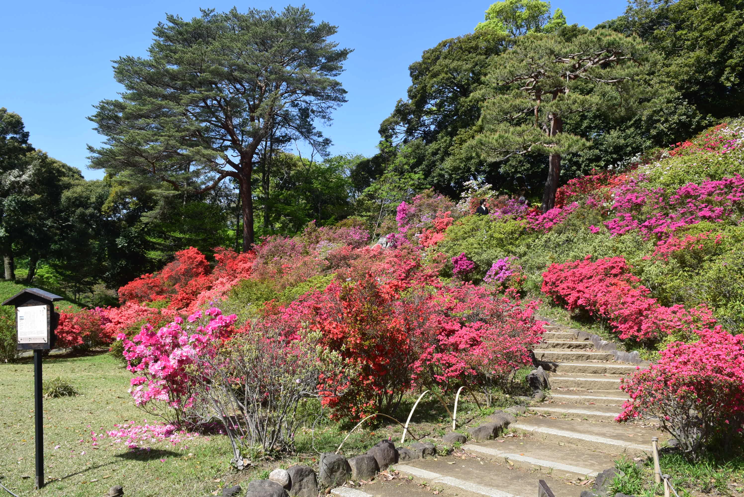 六義園のツツジが見ごろを迎えました。