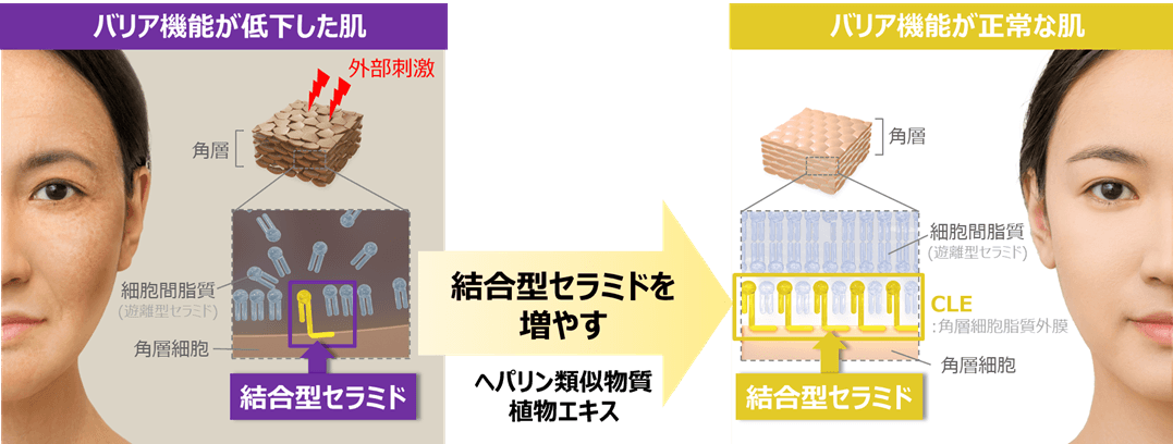 肌のバリア機能に重要な結合型セラミドを増やす成分を発見