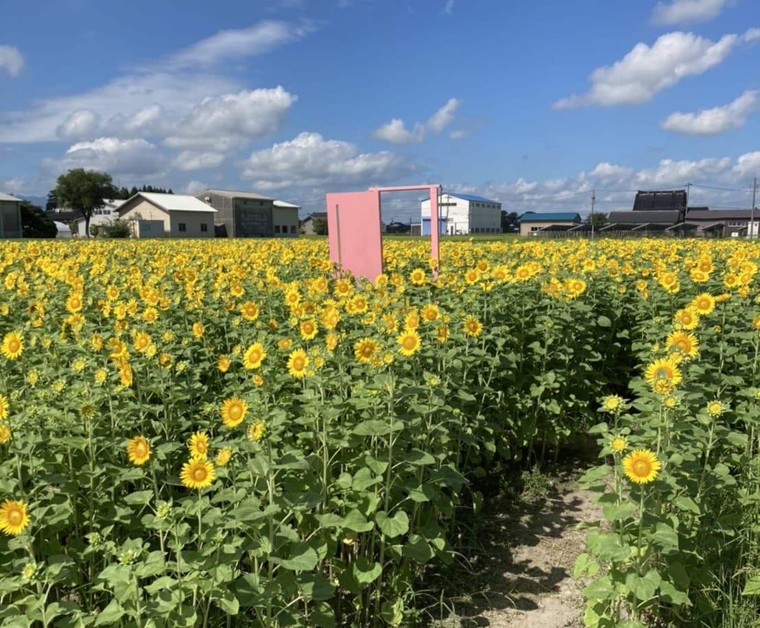 圧巻の景観！一面に広がるひまわり畑が見頃を迎えています【堂前農園】富山県高岡市