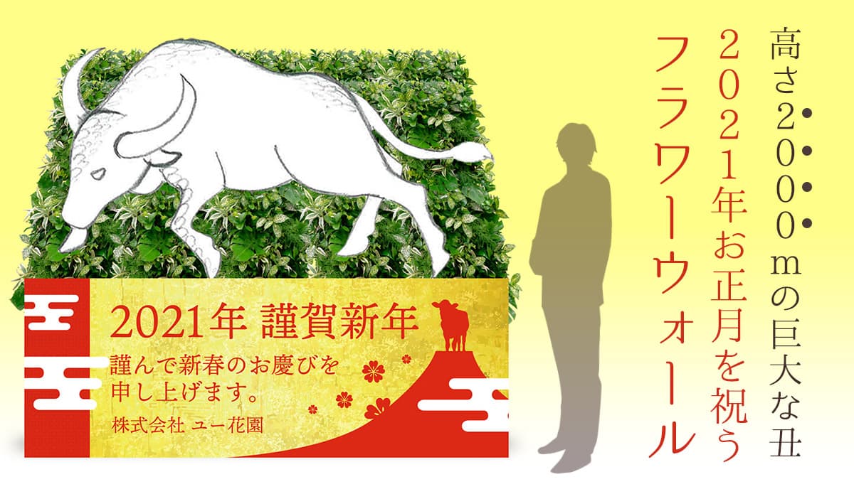 【巨大な丑が出現】菊約800本を使用した、2021年干支のフラワーウォールを設置