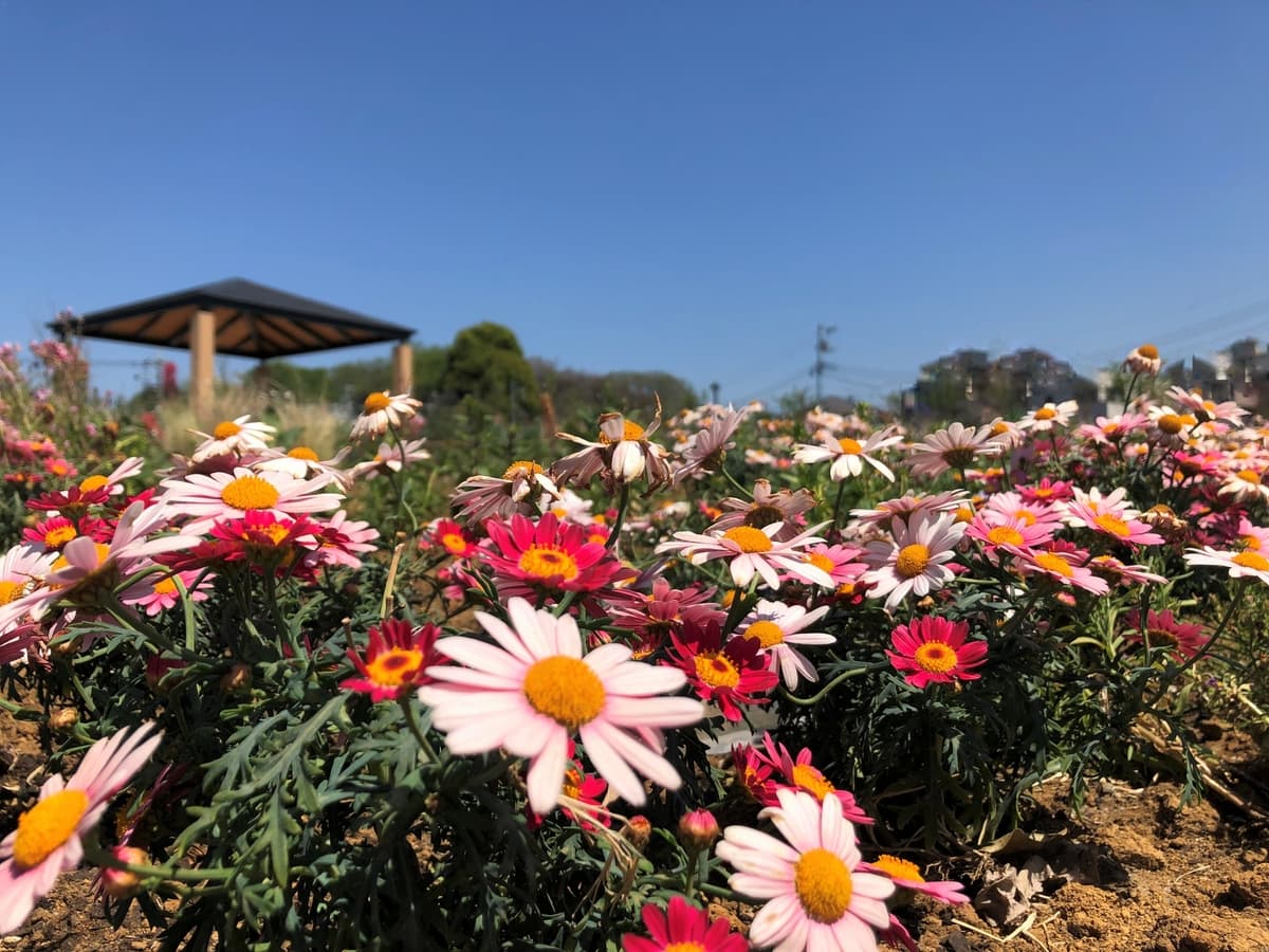 【練馬城址公園】2023年5月3日（水・祝）開園記念イベント開催！