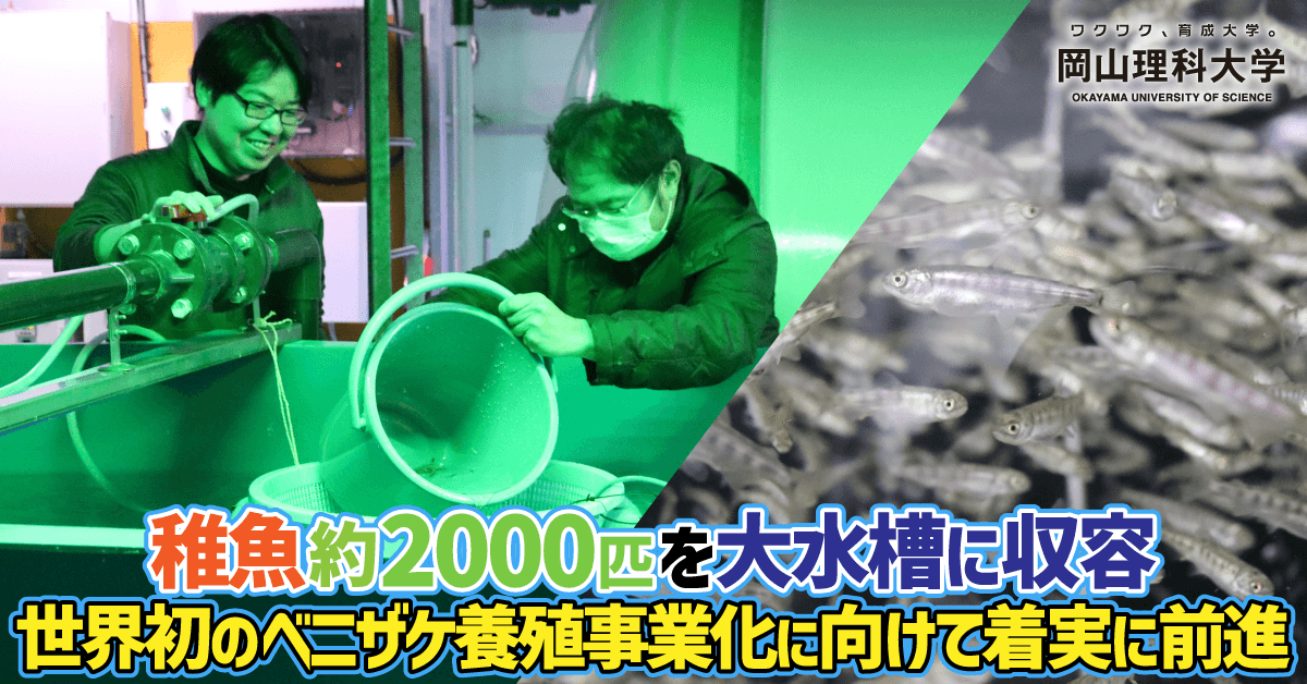 【岡山理科大学】ベニザケの稚魚約2000匹を大水槽に収容／世界初の事業化に向けて着実に前進