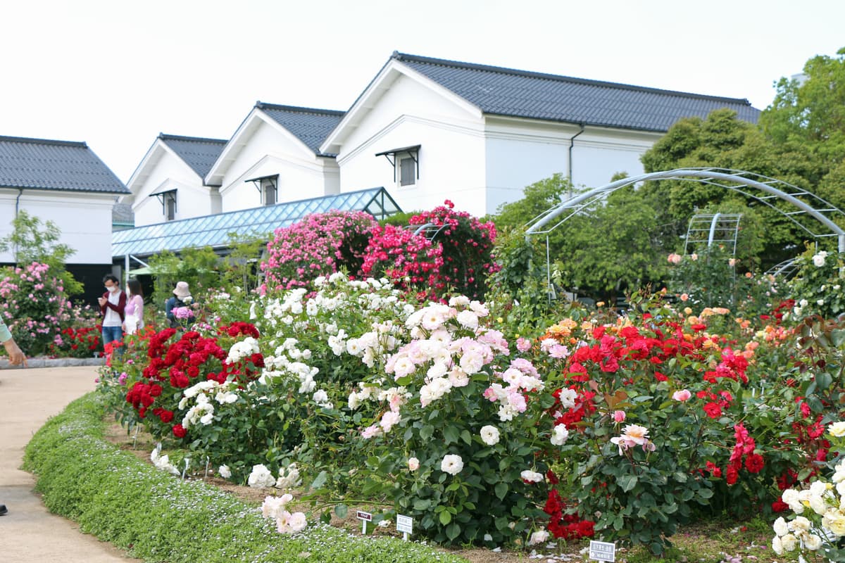 グンゼ博物苑、春のバラまつりに合わせ花壇を一新！ －あやべグンゼスクエア「春のバラまつり」5月14日から開催－