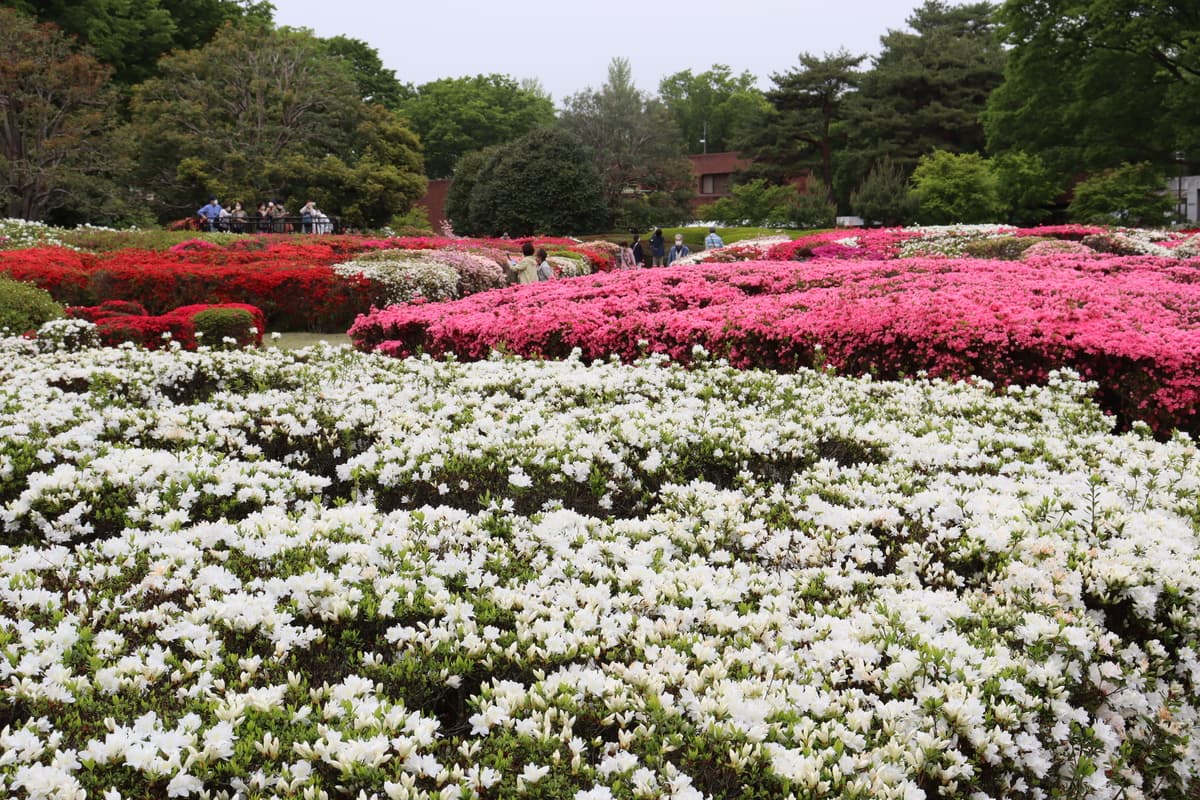 【神代植物公園】「つつじウィーク」～錦繍の大パノラマ～4/8より開催