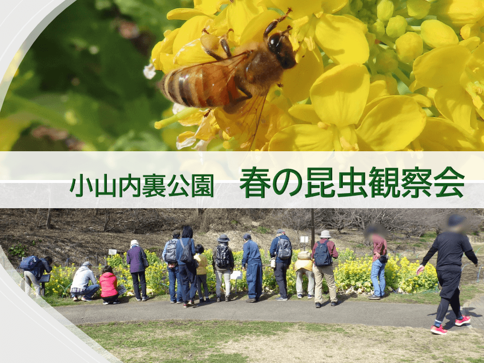 昆虫の専門家と小山内裏公園を歩こう！3月25日(火)「春の昆虫観察会」開催