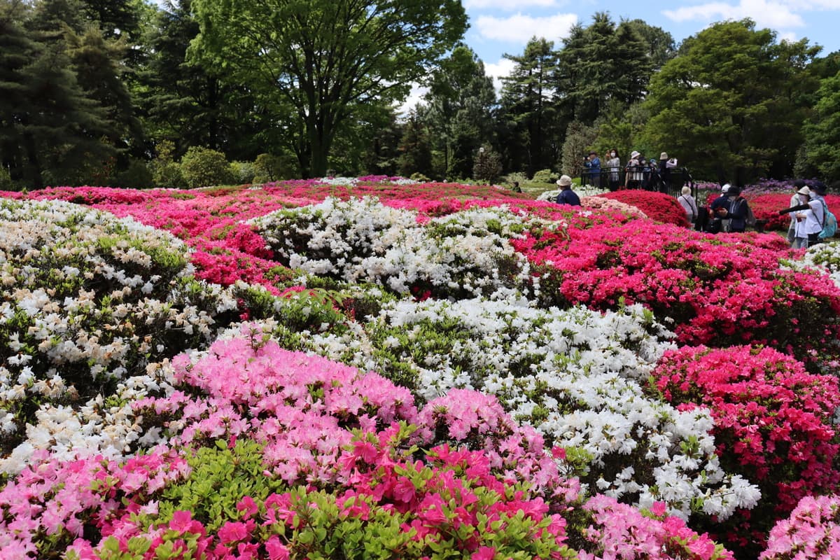 【神代植物公園】「つつじウィーク」～錦繍の大パノラマ～4/8より開催