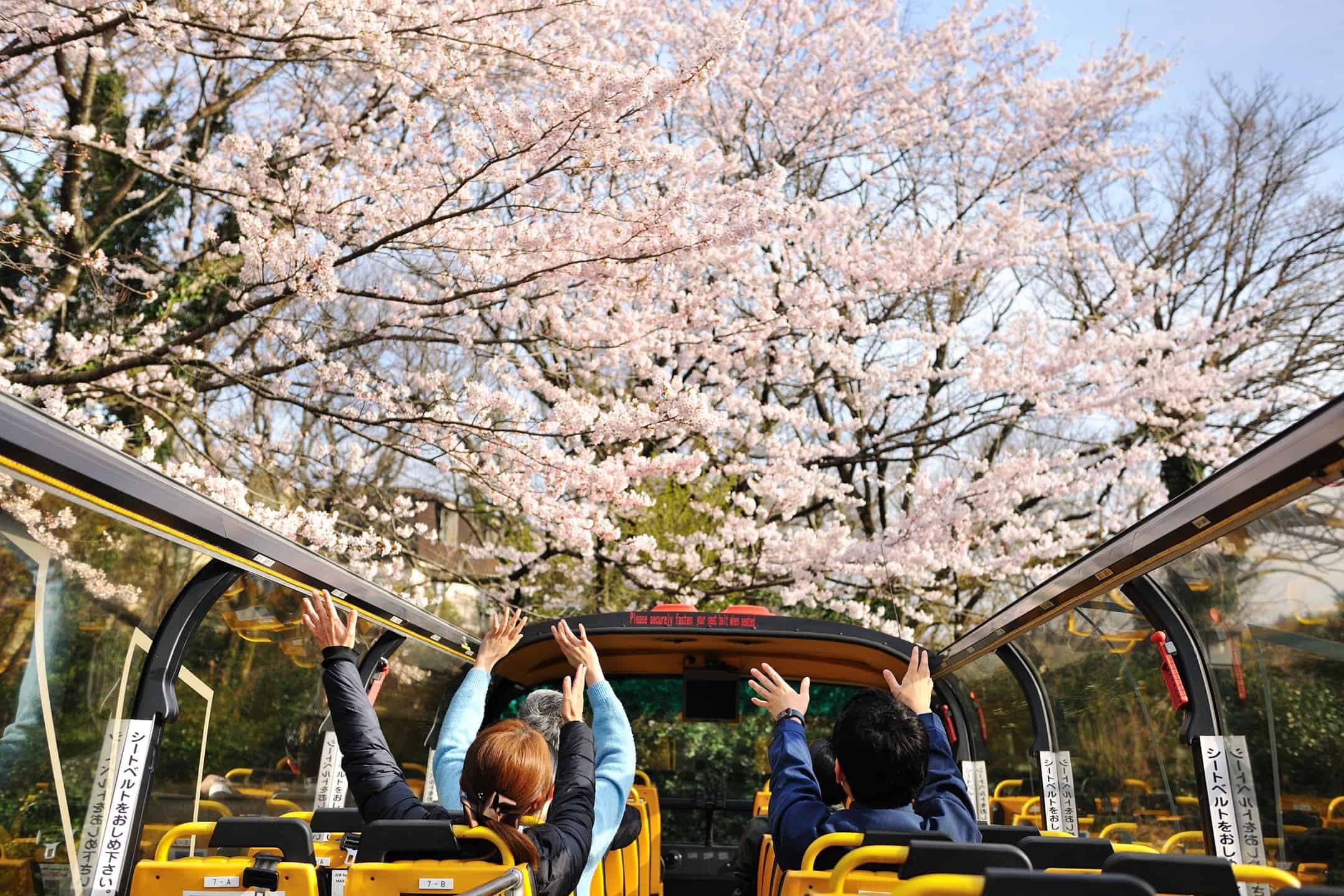 【界 アンジン】【界 伊東】ツアーを彩る桜バスガイドや桜のお菓子など春の味覚を堪能できるお花見セットが新たに誕生「桜オープンバスツアー」2023年も運行｜期間：2023年3月22日～4月9日