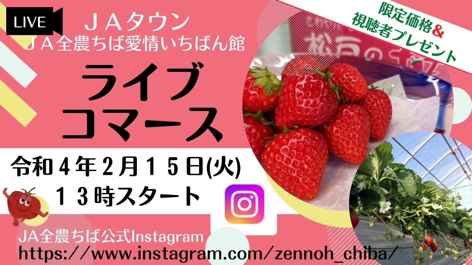 ヘタの近くまで赤く育てた“完熟”松戸のいちごの魅力を産地の畑からライブで情報発信！