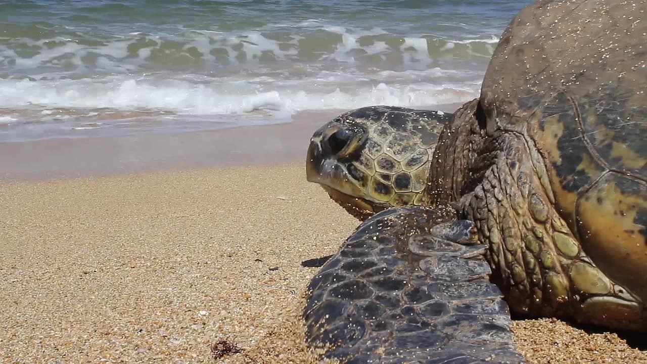 おうちでハワイ！アロハ (ALOHA) に込められた深いメッセージとは！