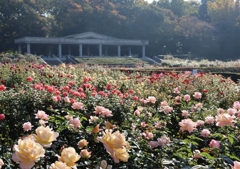 神代植物公園「秋のバラフェスタ」10/8（火）～開催！