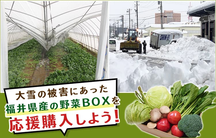 大雪被害にあった福井県産野菜の応援購入プロジェクトを開始