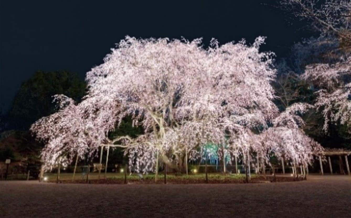 六義園のしだれ桜が見頃に！ライトアップイベント『春夜の六義園 夜間特別観賞』3月30日(日)まで延長開催決定