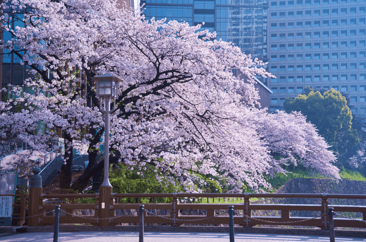 東京ガーデンテラス紀尾井町『KIOI SPRING 2022紀尾井桜テラス「桜・紀尾井町駅」』開催！