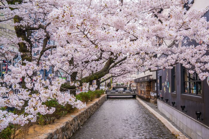 【花見焼肉！】【感染対策万全！】京都で絶景の桜が楽しめる穴場スポット！A5和牛の最強コスパ焼肉店「西木屋町　肉しん」