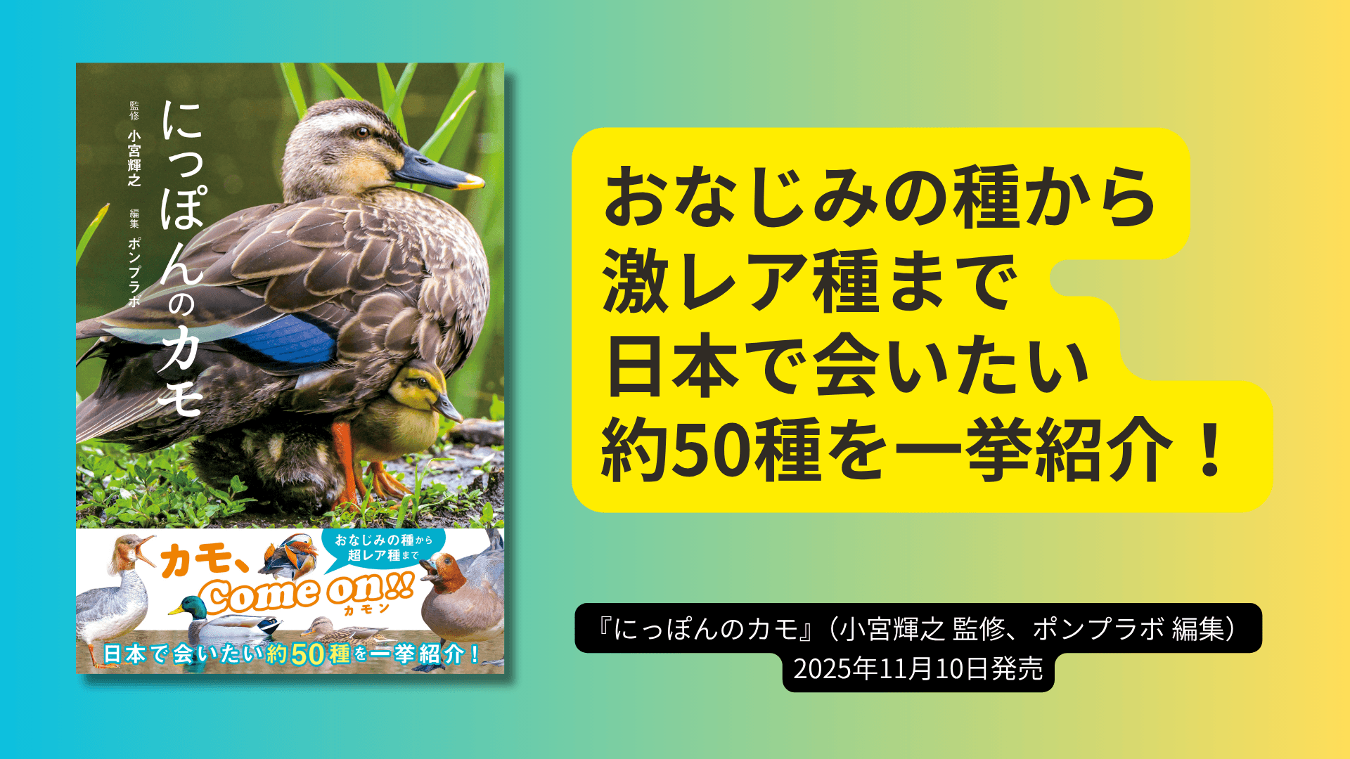 日本で会える 約50種を美麗写真で一挙紹介!『にっぽんのカモ』が11月10日に発売