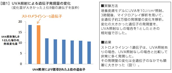 微量の紫外線（*1）でも、肌が乾燥するメカニズムを富士フイルムが解明