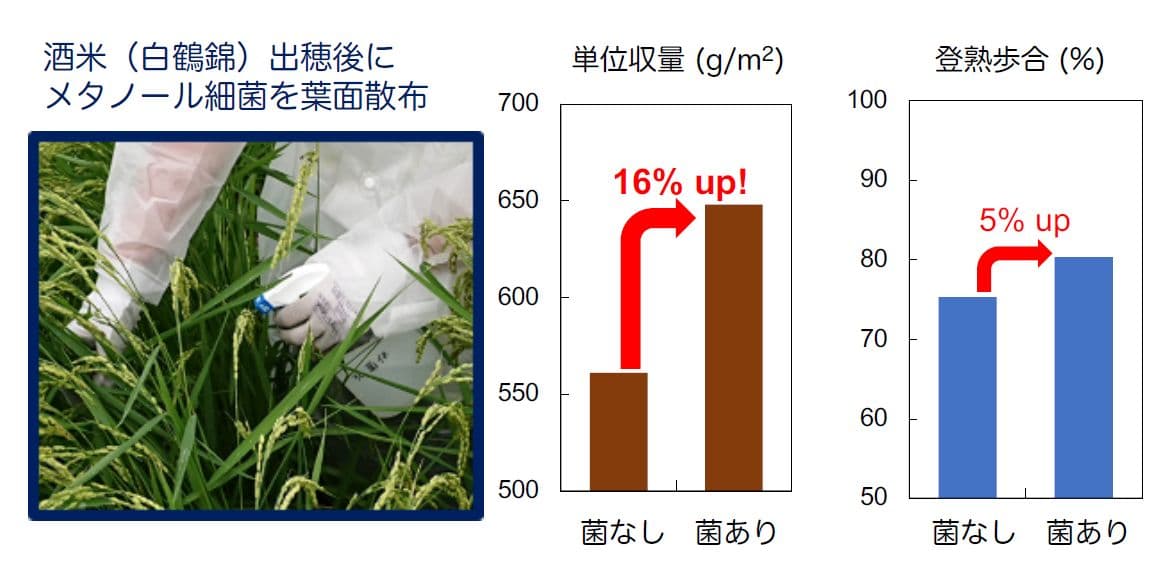 京都大学農学研究科との共同研究で 微生物やその細胞壁成分の葉面散布による酒米の増収に初めて成功