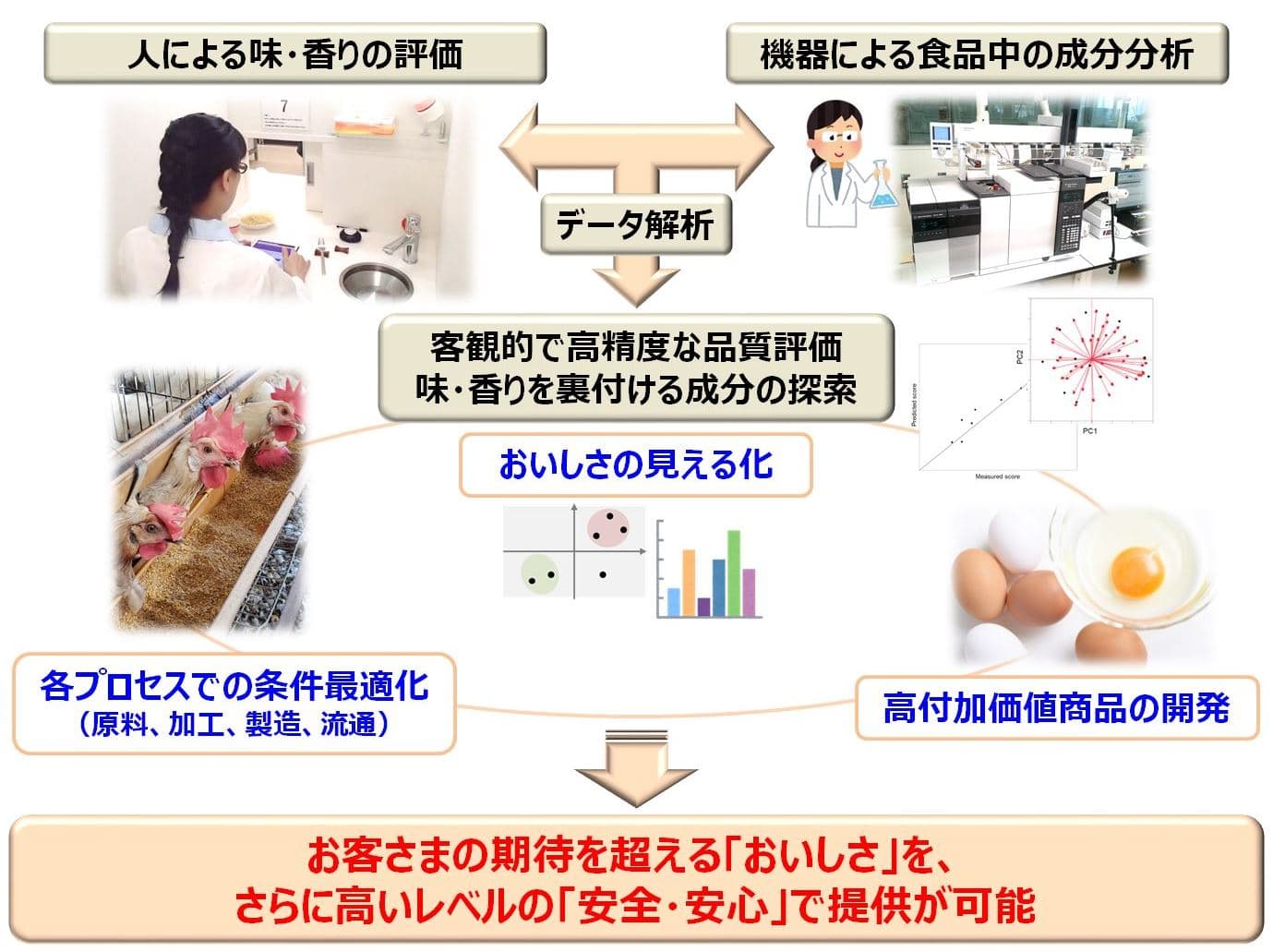 「メタボロミクス」を食品に応用、鶏卵の品質を客観的に評価できる可能性を示唆