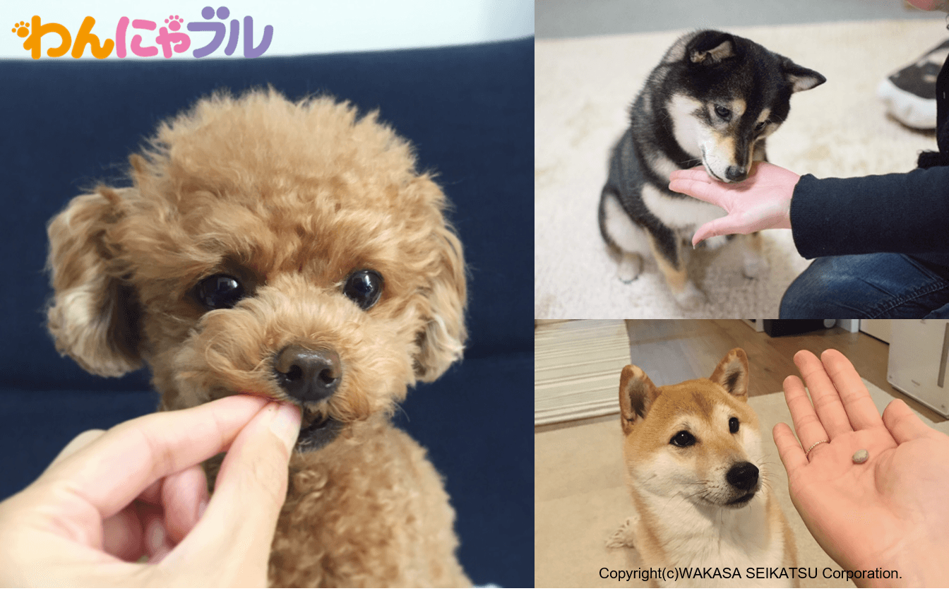 5月13日は“愛犬の日”わかさ生活ペットサプリメント『わんにゃブル』で大切なペットのアイケアを！